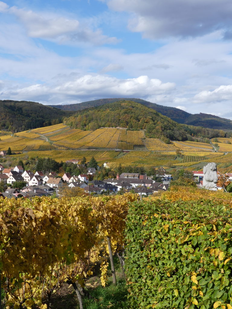 photo des vignes